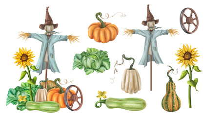 Autumn garden composition with a scarecrow and a harvest of seasonal vegetables. Pumpkins, zucchini, sunflowers, cabbage. Halloween and fall decor for posters and postcards. Isolated illustration