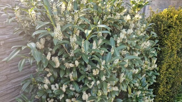 An evergreen shrub in front of a fence made of light wooden planks will improve the opacity of the street. protects the garden from dust and traffic, blossom, buds, white, flowers, publication, botany