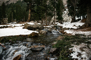river in the forest