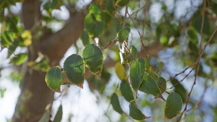 Sunlight filtering through green hackberry leaves outdoors in murcia spain showcasing natural...