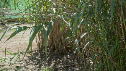 Tall green reeds outdoors in sunny torrevieja spain depicting natural summer vegetation and scenery enhancing the serenity of the wild untouched garden landscape scene
