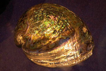 クジャクミミガイ