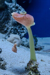 花のようなイソギンチャク