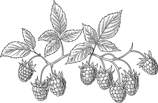 A detailed monochrome drawing of a raspberry branch with leaves and fruit