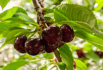 New black ripe cherries on branch