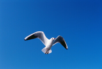 Birds seagulls in flight