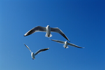 Birds seagulls in flight