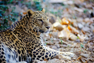 Leopard or panther panthera pardalis