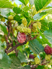 New mulberry, Black and red mulberries on a branch