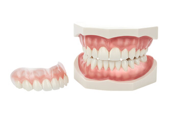 Obraz premium Dental Model Full and Partial Dentures isolated on transparent baackground
