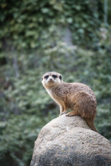 Watchful meerkat on rocks in front of green, blurred background, animal photo.