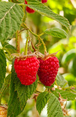 Close up of organic raspberries growing on branch