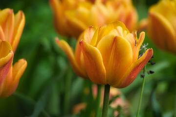 Bright yellow tulips with red accents bloom in full splendor in the garden.