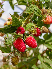 Close up of organic raspberries growing on branch
