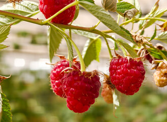 Close up of organic raspberries growing on branch
