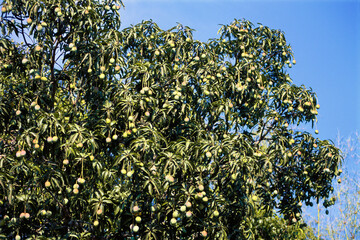 indian mango fruit tree India