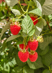 Close up of organic raspberries growing on branch