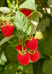 Close up of organic raspberries growing on branch