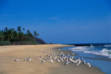 Bhogwe beach, sea gulls, Kudal, Maharashtra, India
