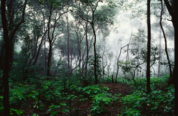 Forest in mist, Matheran, Maharashtra, India