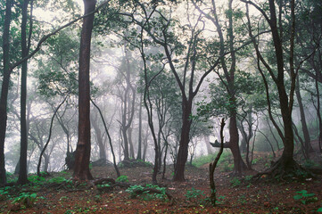 Forest in mist, Matheran, Maharashtra, India
