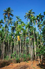 indian Betel nut trees India