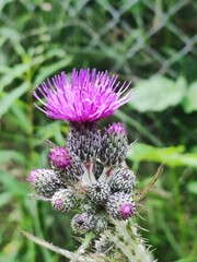 bee on thistle