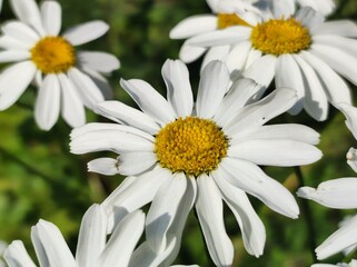 white daisy flower
