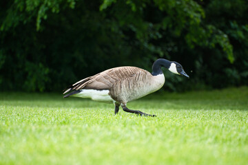 Canadian gosling stands on lush grass surrounded by natural beauty. Wildlife