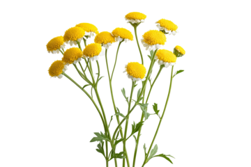 Vibrant high-resolution tansy flower bouquet PNG on transparent background for seamless botanical cutouts, wedding invitations, sublimation prints, digital scrapbooking and graphic design projects