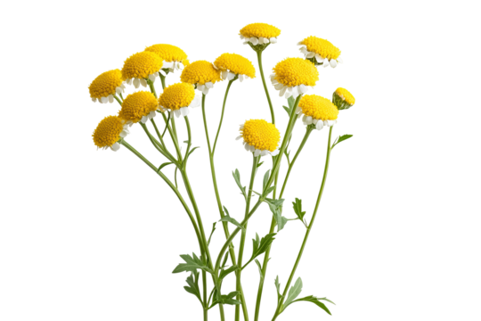 Vibrant high-resolution tansy flower bouquet PNG on transparent background for seamless botanical cutouts, wedding invitations, sublimation prints, digital scrapbooking and graphic design projects