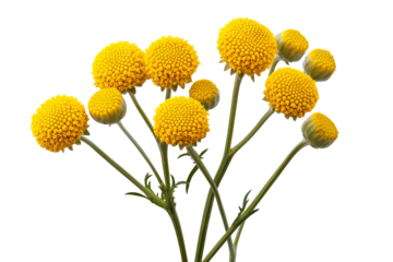 Vibrant high-resolution tansy flower bouquet PNG on transparent background for seamless botanical cutouts, wedding invitations, sublimation prints, digital scrapbooking and graphic design projects