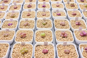 Cultivating Lithops The Ultimate Guide to Growing Living Stones