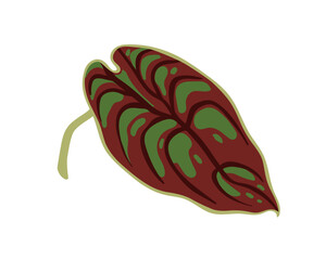 Exotic variegated leaf. Large tropical alocasia foliage. Plant with bicolor motley leafage, spotted green and brown pattern. Natural greenery. Flat vector illustration isolated on white background