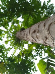 Low angle shot of a papaya tree showing rough trunk texture and green unripe papaya fruits with natural leaves and sky background, captured from a ground-up perspective