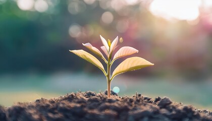 Morning light enhances the growth of young seedlings in a natural setting promoting healthy plant development