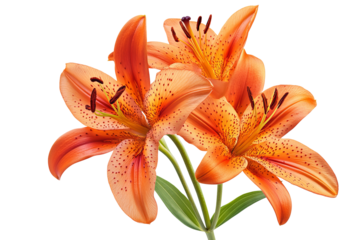 High-resolution vibrant orange tiger lilies isolated on transparent PNG background, ideal floral cutout for wedding invitations, sublimation prints, scrapbooking and digital design projects