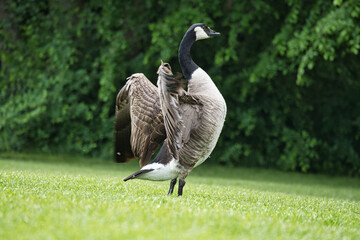 Canada goose majestically spreads its wings on a meadow, surrounded by trees.