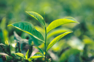 Tea leaves in garden