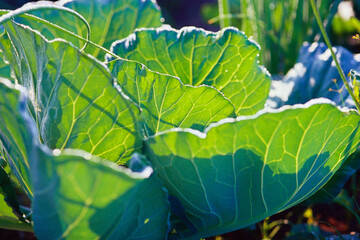 green caulifur cauliflower leaves 