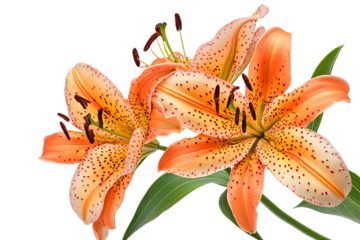 High-resolution vibrant orange tiger lilies isolated on transparent PNG background, ideal floral cutout for wedding invitations, sublimation prints, scrapbooking and digital design projects