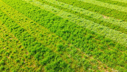 Aerial view of a striped lawn with varying grass heights, for agriculture concepts, with copy space. This aerial perspective showcases vibrant green grass stripes