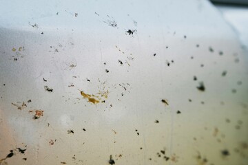 Insect remains and grime after long drive