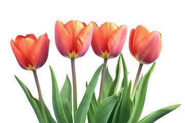 High-resolution vibrant tulip flower bouquet isolated on transparent PNG background, seamless botanical clipart cutout ideal for wedding invitations, sublimation prints and scrapbooking