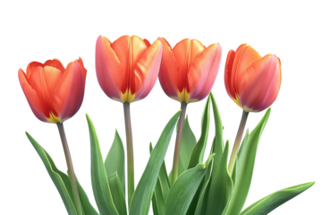 High-resolution vibrant tulip flower bouquet isolated on transparent PNG background, seamless botanical clipart cutout ideal for wedding invitations, sublimation prints and scrapbooking