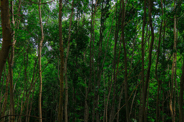 Scenic view of a dense green forest with tall, thin tree trunks and lush foliage. The image...