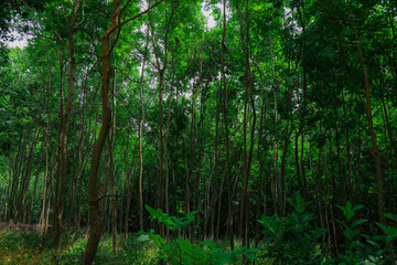 Scenic view of a dense green forest with tall, thin tree trunks and lush foliage. The image captures the natural beauty and calm atmosphere of the woods, ideal for concepts of nature, wilderness