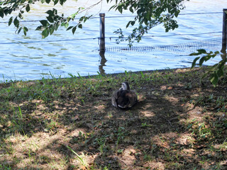 木陰で休むカモ