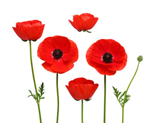 Four red flowers with green stems 