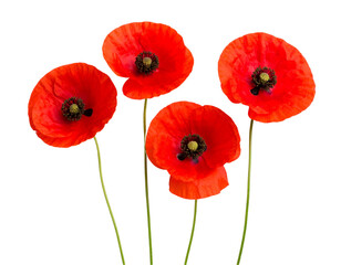 Obraz premium Four red flowers with green stems